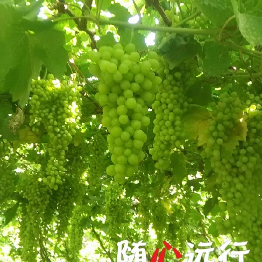 吐鲁番无核白葡萄 1.5- 2斤 5%以下 1次果