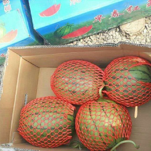 潍坊早春红玉西瓜 3斤打底 1茬 9成熟 有籽