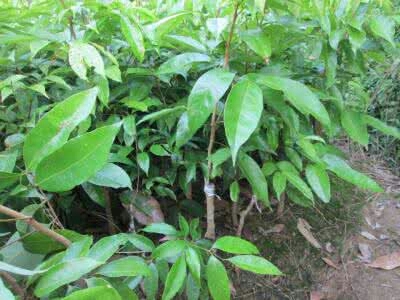 灵山县无核荔枝苗 
