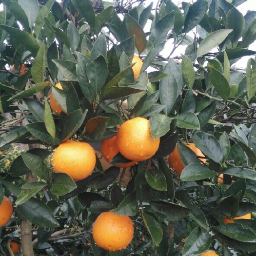 芷江县芷江禾梨坳山地冰糖橙。