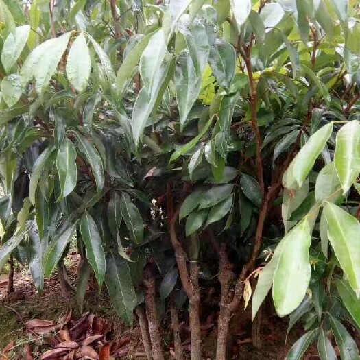 灵山县无核荔枝苗