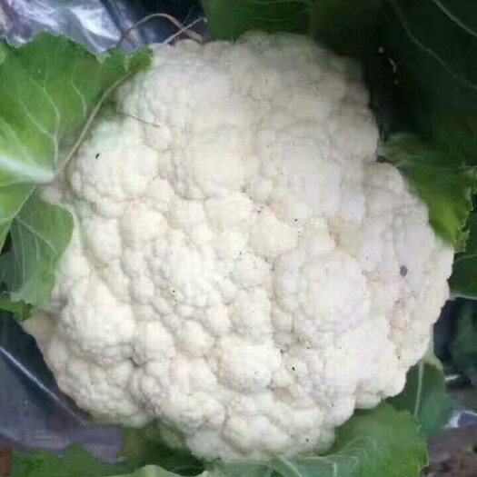 青州市白面青梗松花菜 适中 2~3斤 乳白色 