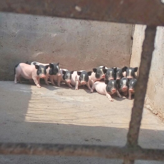 临沂巴马香猪 20-40斤
