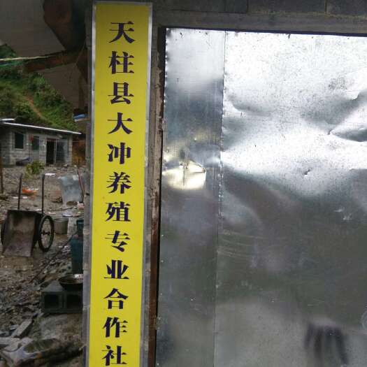 天柱县土鸡苗
