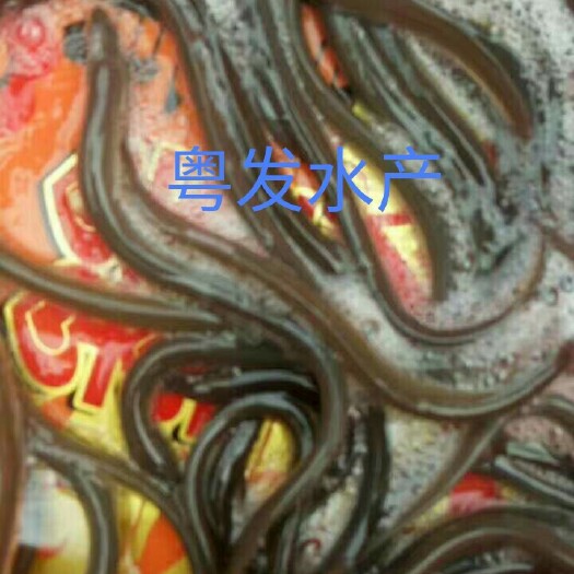 广州鳗鱼苗