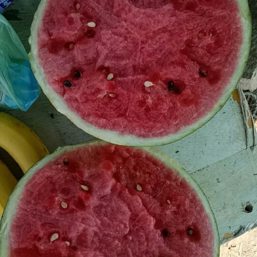 盖州市锦王西瓜 专业瓜漏代收