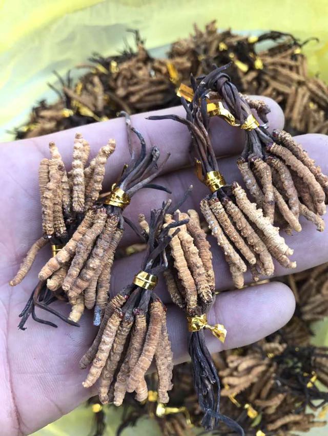 促销选货小虫草青海特产根根精选饱满50根起包邮