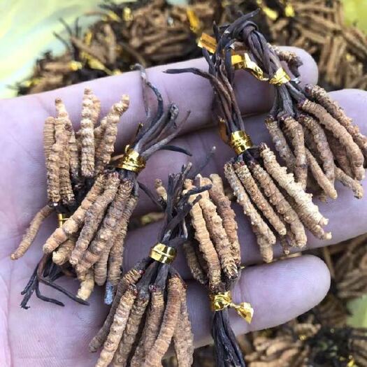 促销选货小虫草青海特产根根精选饱满50根起包邮