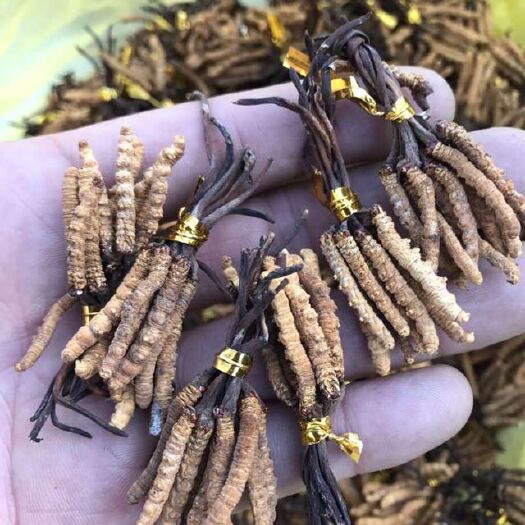 西宁促销选货小虫草青海特产根根精选饱满50根起包邮