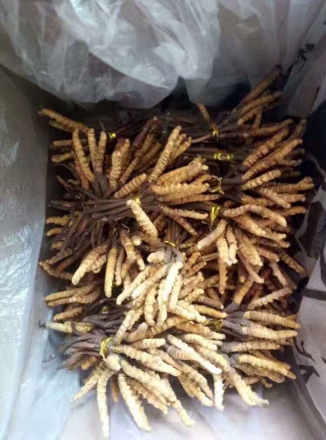 促销选货小虫草青海特产根根精选饱满50根起包邮