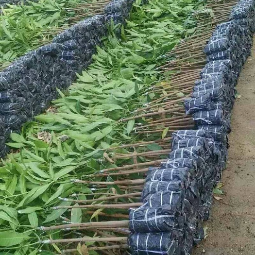 灵山县金煌芒果苗