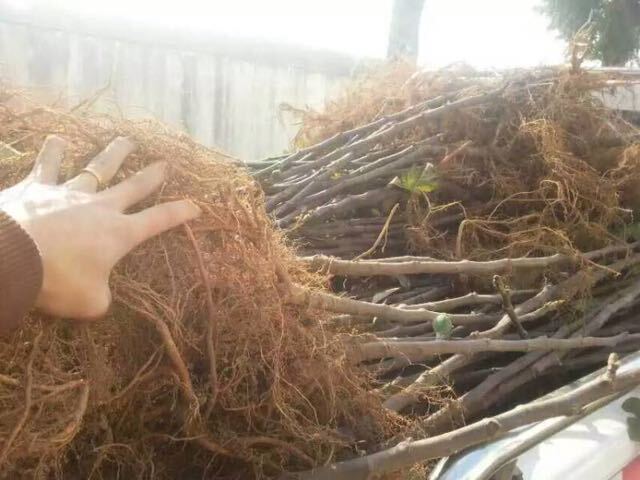 威海青皮无花果树苗 一年扦插地栽青皮无花果苗