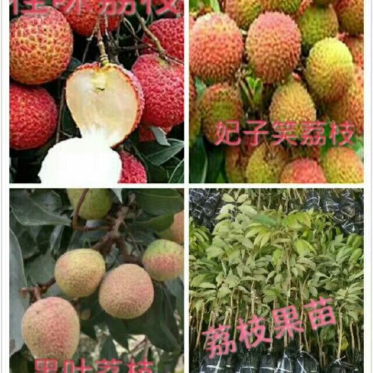 灵山县妃子笑荔枝苗 