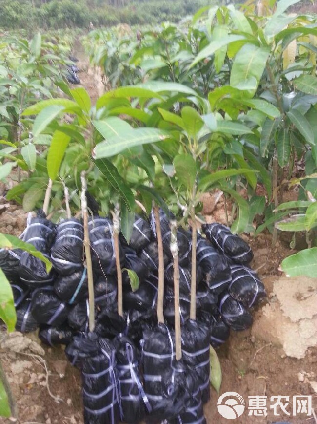 金煌芒果苗 广西金煌芒四季芒嫁接苗品种纯正直生苗