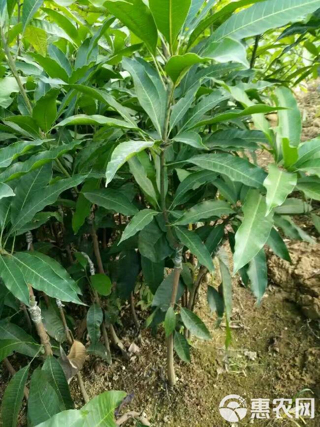 金煌芒果苗 广西金煌芒四季芒嫁接苗品种纯正直生苗