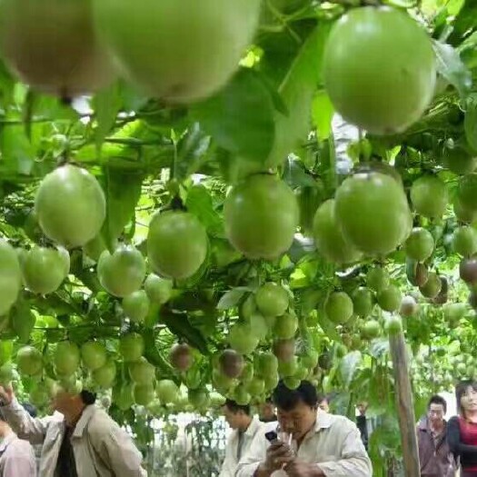 平乐县紫香一号百香果 50 - 60克