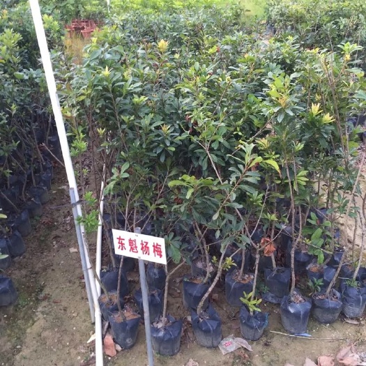 灵山县东魁苗 