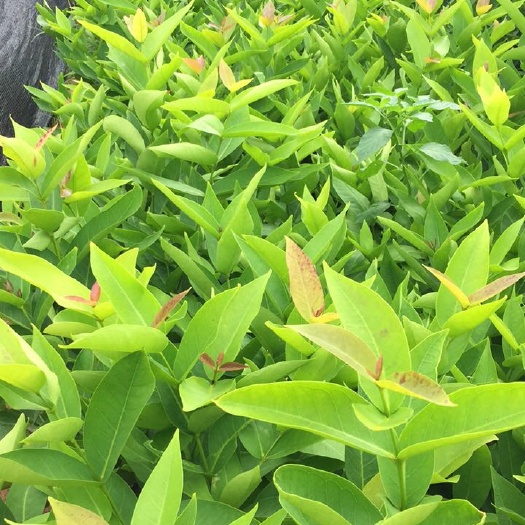白沙县黑金刚莲雾苗 