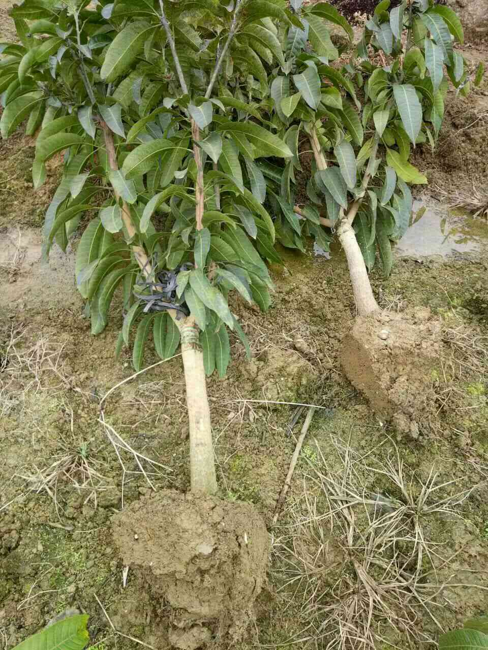 金煌芒果苗 凯特芒，金煌，桂七，台农，四季芒，一手货源，基地