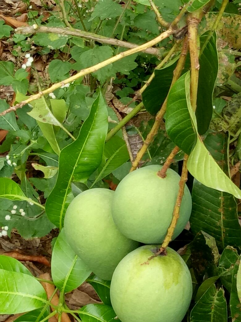 金煌芒果苗 凯特芒，金煌，桂七，台农，四季芒，一手货源，基地