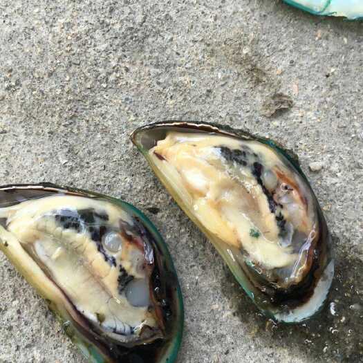 连云港新西兰青口贝 