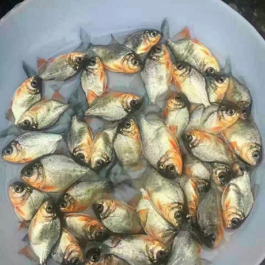 鲳鱼苗  淡水鲳鱼苗  白鲳鱼苗  红鲳鱼苗