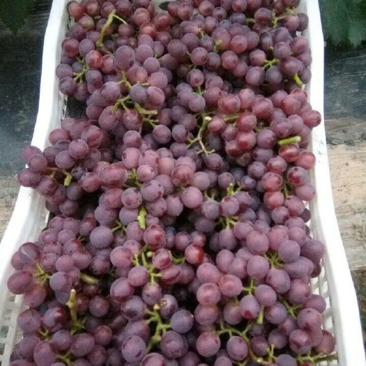 邯郸红无核葡萄 5%以下 1次果 1.5- 2斤