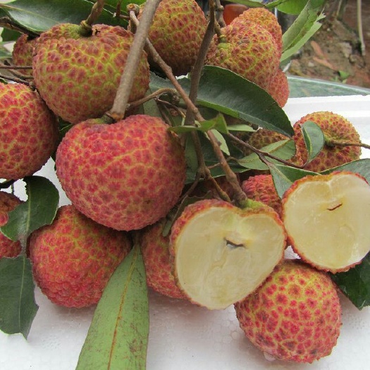 灵山县桂味荔枝苗 正品嫁接苗，广西发货