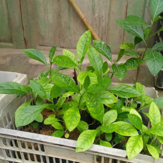 灵山县南非叶苗 南非叶