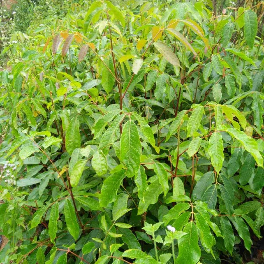灵山县黄橄榄 