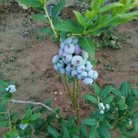 泰安蓝丰蓝莓苗 