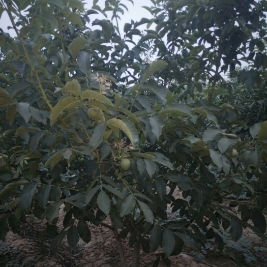 获嘉县8518核桃苗