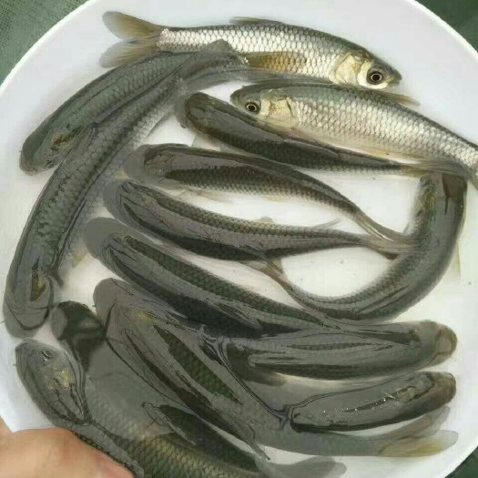 广州草鱼苗 