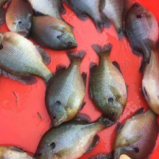 中山市蓝鳃太阳鱼