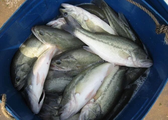 中山市加洲鲈鱼苗 淡水鲈鱼 人工养殖