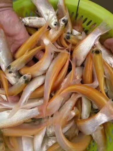 中山市金草鱼苗