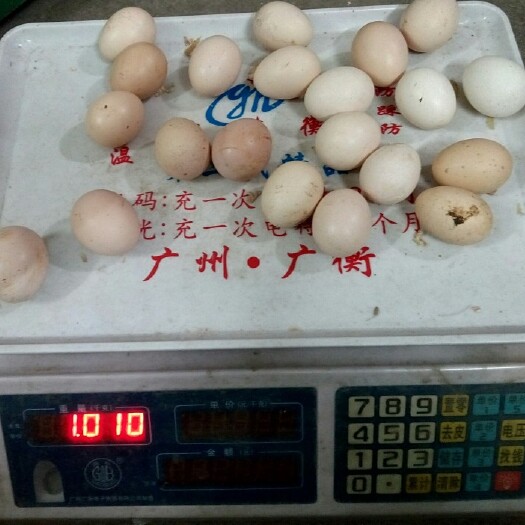 兴业县初生蛋 食用 箱装 