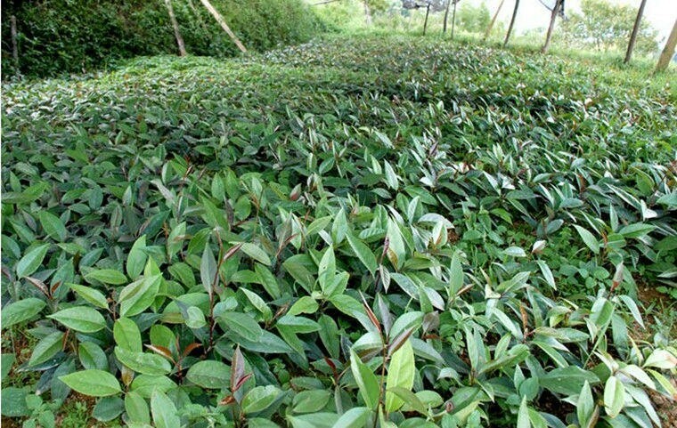 恭城县粉红一号 两年苗