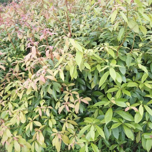 洞口县细叶楠木