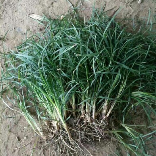 浏阳市中药材麦冬草  麦冬草，金边麦冬，银边麦冬
