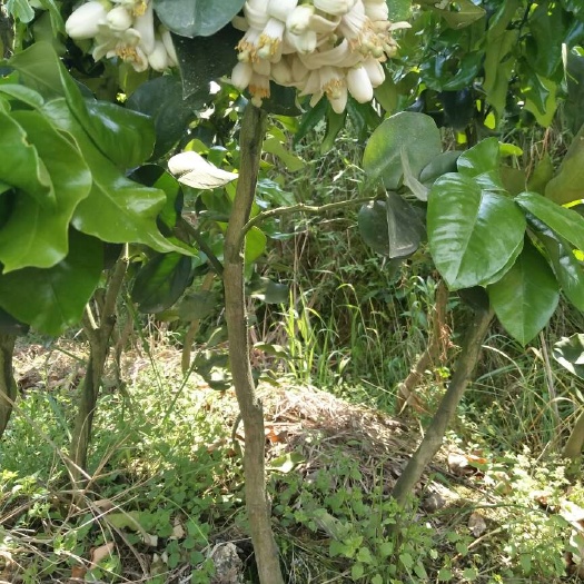 洞口县琯溪蜜柚苗 批发价格30元棵