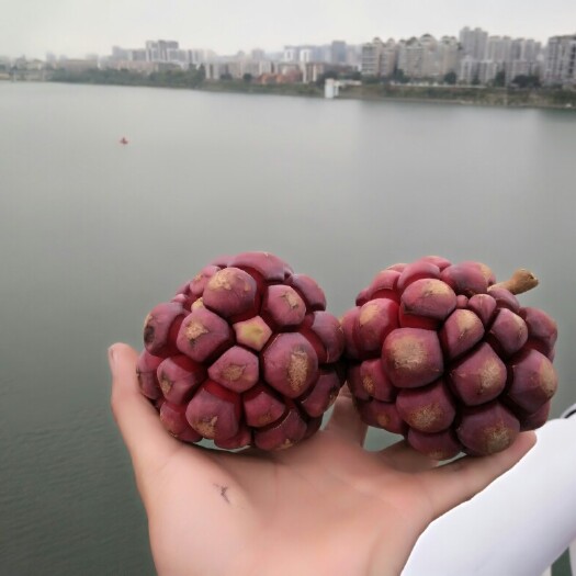 融水县粉红 600-650g
