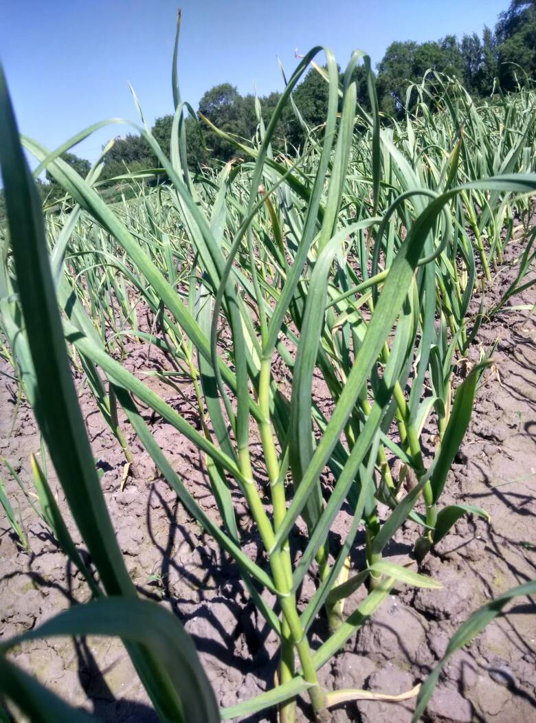 紫皮大蒜 4.5-5.0cm