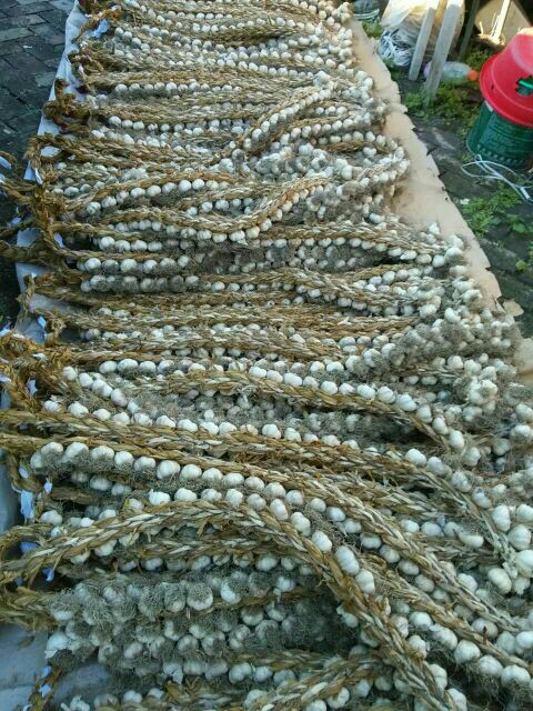 紫皮大蒜 4.5-5.0cm