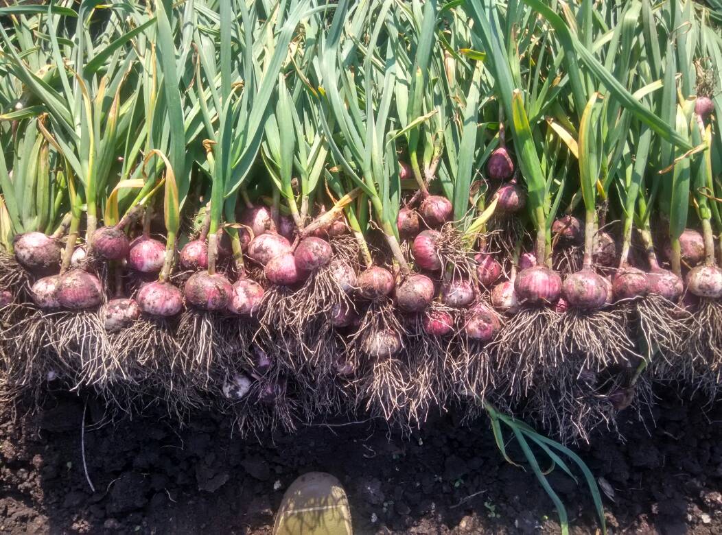 紫皮大蒜 4.5-5.0cm