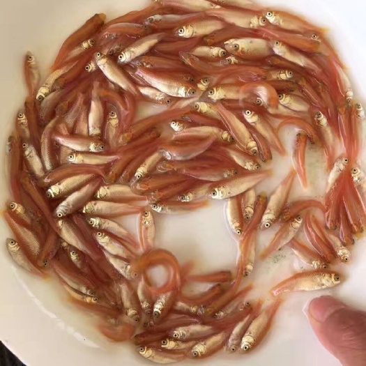 广州金草鱼苗