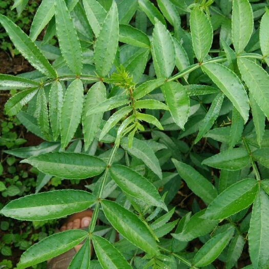 仁寿县青花椒苗