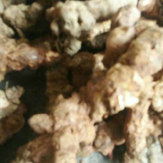 灵山县土茯苓