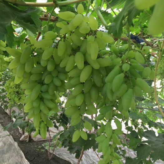 东海县金手指葡萄苗