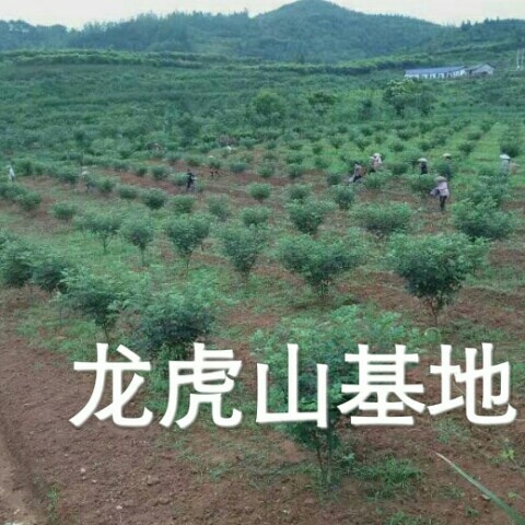  吴茱萸苗白菜价，半卖半送